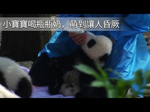 《熊貓早晚安》小寶寶喝瓶瓶奶，萌到讓人昏厥 | iPanda