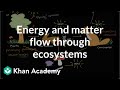 Energy Flow and Matter Recycling in Ecosystems