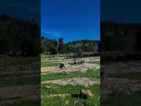 في البعد كان قلبي يدور ويعود في آخر كل ليلة لعيونك الي بيوحشوك هاني شاكر اغاني حالات واتساب لبنان 