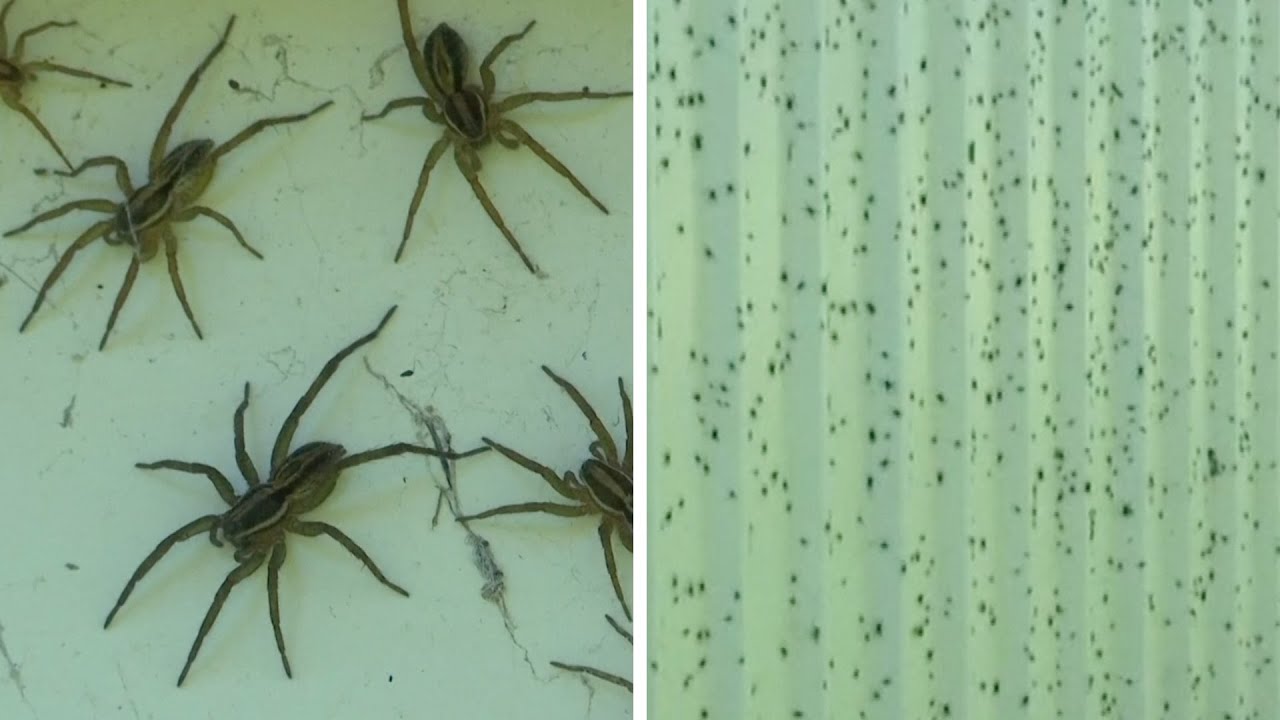 Fires, floods, now funnel-web spiders: Australia facing arachnid