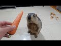 marmot is a divine sound carrot grinder