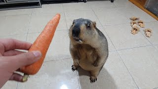 marmot is a divine sound carrot grinder