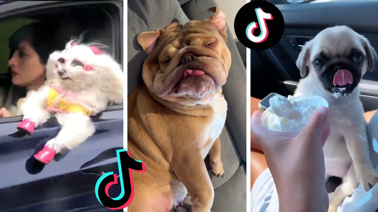 Funny Doggos of TIK TOK ~ Cute Puppies Doing Funny Things on TikTok ...