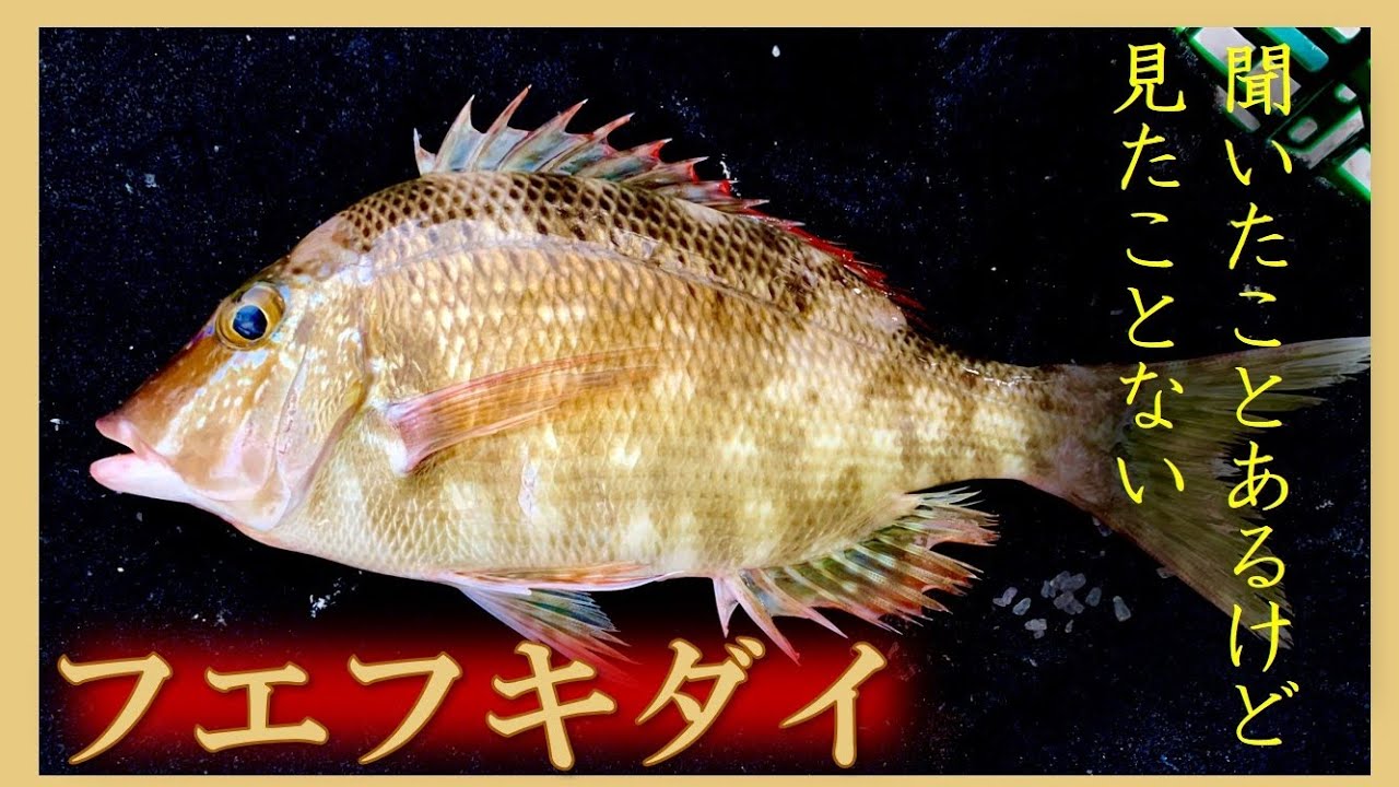 そこそこ珍しい魚 フエフキダイ で4品作って食リポ Youtube