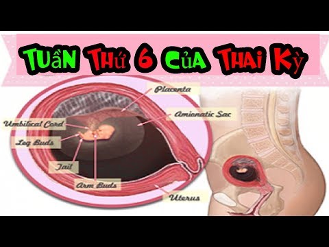 Video: Tuần Thứ 6 Của Thai Kỳ Như Thế Nào?