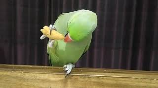 Mithu Eating His Favourite Crunchy Food