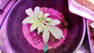 Timelapse , Buds, Veg, OMG Strain