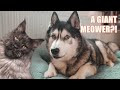 Could My Husky Live With A Giant Cat?!