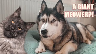 Could My Husky Live With A Giant Cat?!