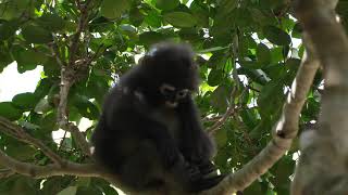 Sad Dusky Leaf Monkey In search of food on the Beach Thailand