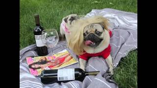 Red Red Wine - Doug The Pug