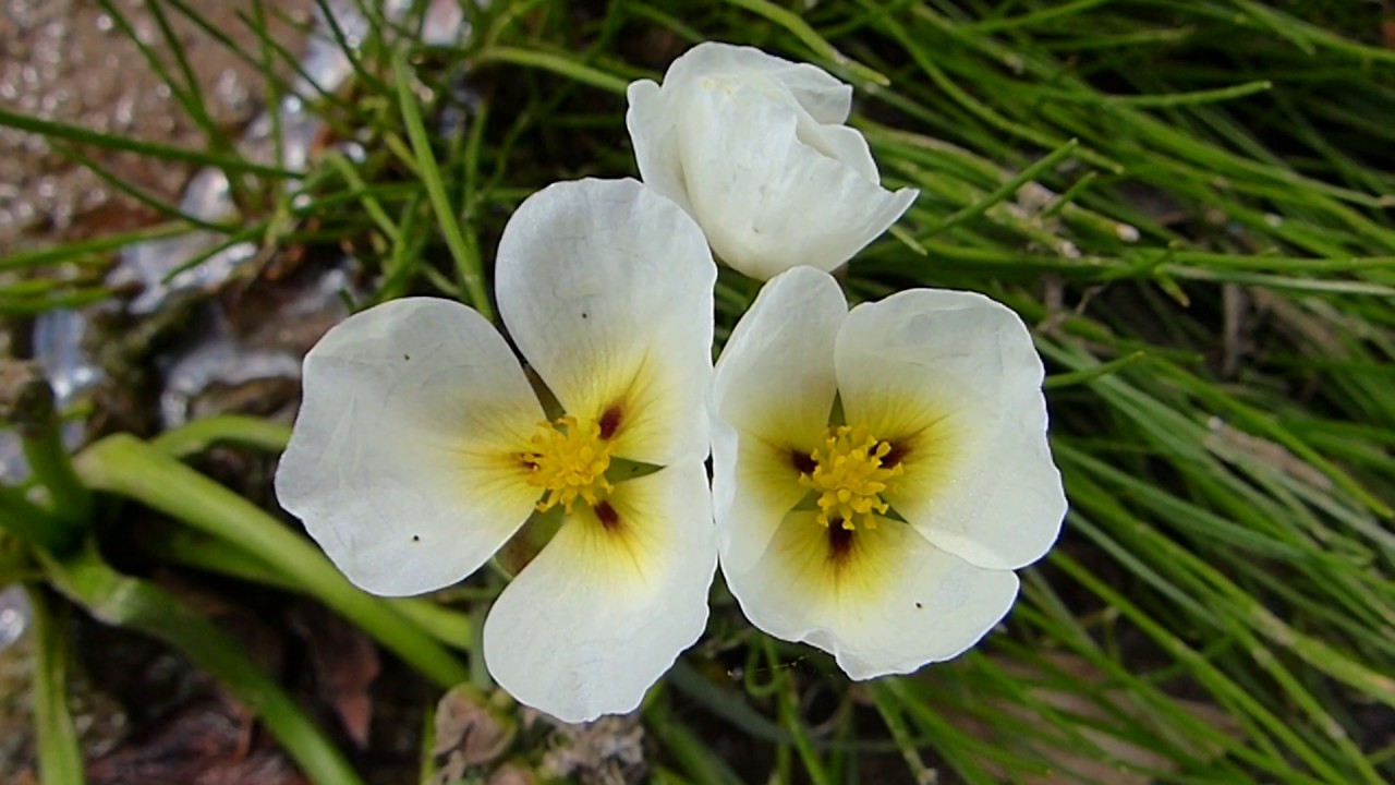flora brasileira atlântica FLORES PÂNTANO plantas matos e ...