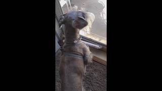 Miniature Schnauzer sees his friend outside...