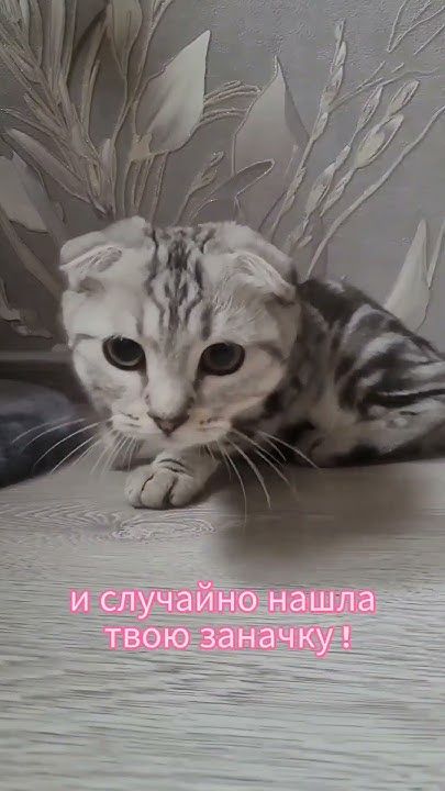 Заначка...🐈 - YouTube