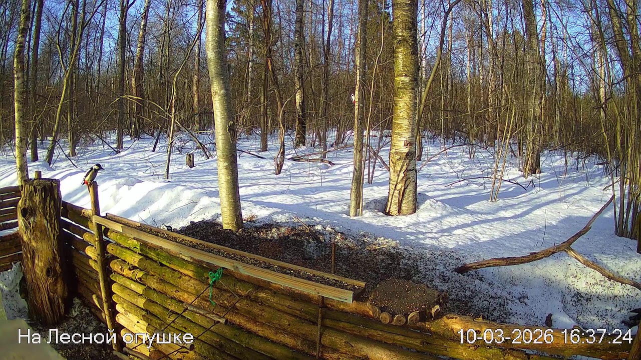 ЗИМА в ЛЕСУ. Погода онлайн #birdsoundsrelaxing #ЗвукиЛеса #Релакс