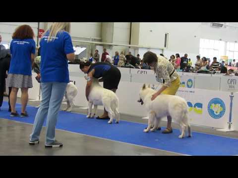 Video: The Best in Show Winner di Show 2012 National Dog Is the Wire Fox Terrier