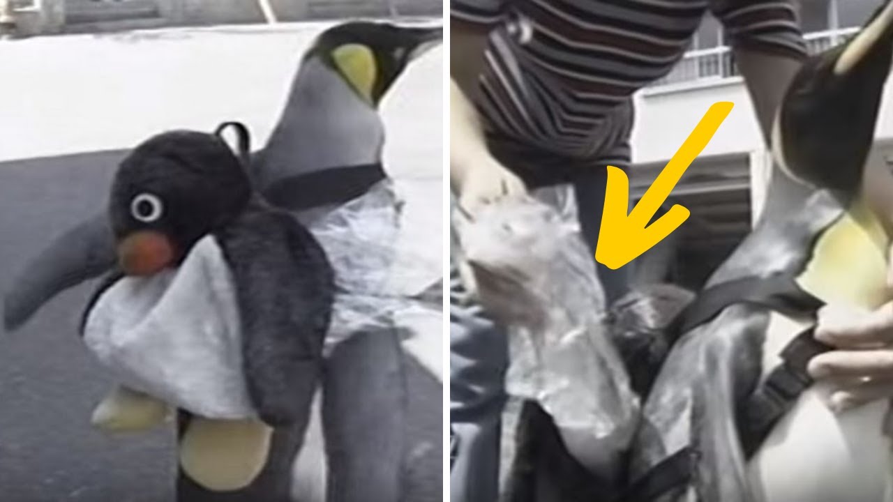 Family Teaches Pet Penguin One Activity That Leaves The Community In Awe