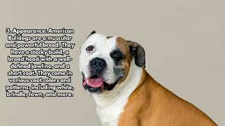 5 Facts About the American Bulldog