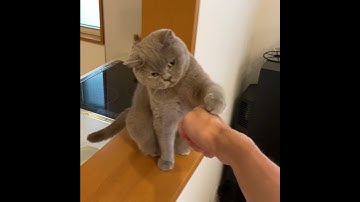 British shorthair cat punches