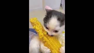 #cute #kitty #viralvideo #trending