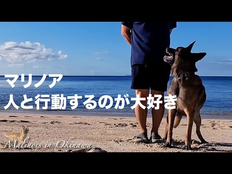 【マリノア】人と行動することが大好き。飼って良かったと思えることの一つ。