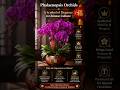 Why Phalaenopsis Orchids Are So Important and Expensive in China