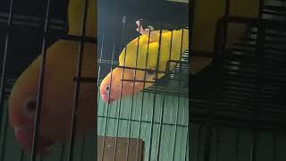 Download Lagu Lovebird Lutino mm isian Cucak Kombok MP3 Download Lagu Lovebird Lutino mm isian Cucak Kombok MP3