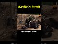 困っている飼い主に馬の行動に驚いた！🐴