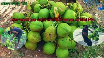  গ্রাম অঞ্চলে একটি ডাব পাইকারি বিক্রি করা হয় ৫০ টাকা  শহর দিয়ে বিক্রি করে ১০০ টাকা।#ভিডিও #funny 