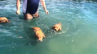 2 Pups Swim by Ellen Welk 1,193 views 8 years ago 26 seconds