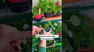 Спасаем подмерзшую рассаду 👍