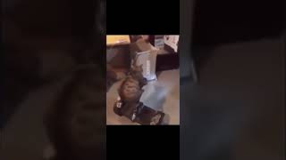 Cat Riding A Scooter Thing