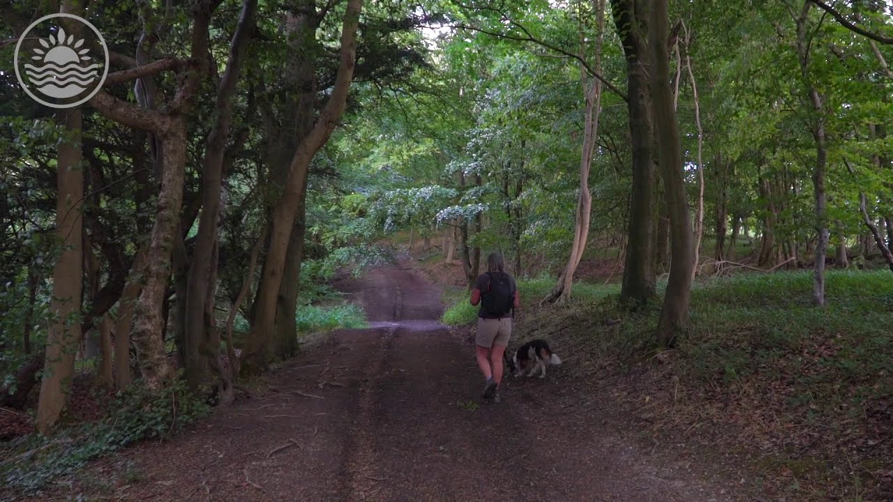 Ashford Hangers Nature Reserve in Hampshire