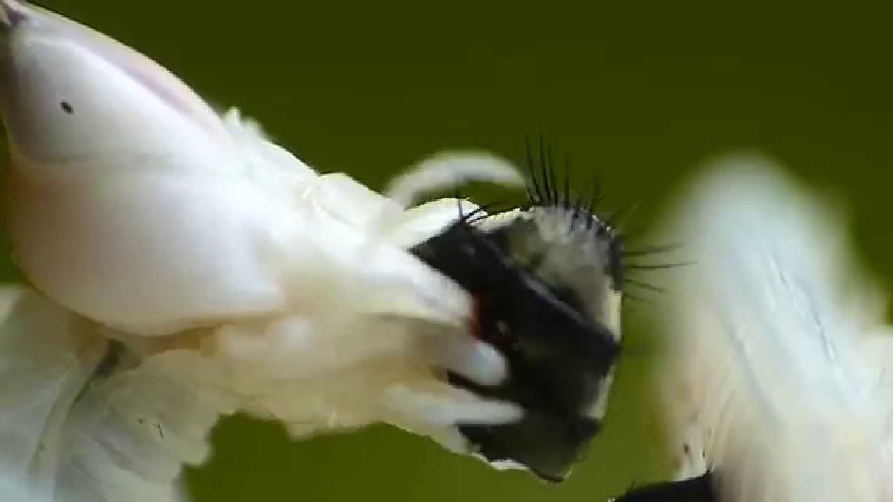 Female Orchid Mantis eating Prey HD