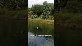 paradise shelduck family - i returned to the same place and already saw the cute little ducklings ！