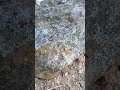All Natural Colored Lichen: Sustainable Building with Stone