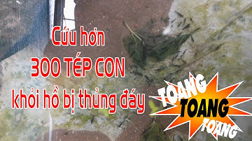 Cứu hơn 300 tép con trong hồ bị thủng đáy I Trại Tép Màu Đồng Tháp