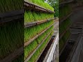 今日も今日とて田植え #田植え #麦刈り #農業 #米作り #農家 #埼玉県 #熊谷市 #riceplanting #onigiri #farming