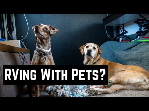 RV Pet Safety