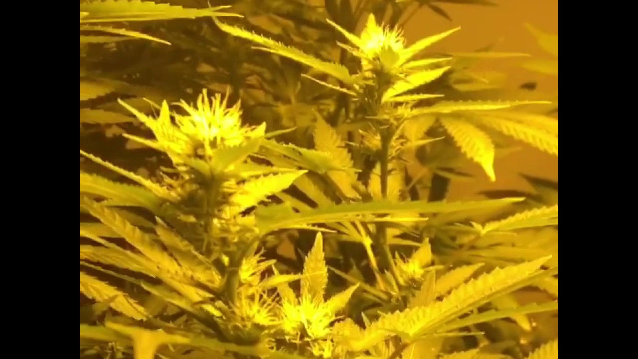 Week 3 into flower. 600 watt hps vs 315 watt cmh GC