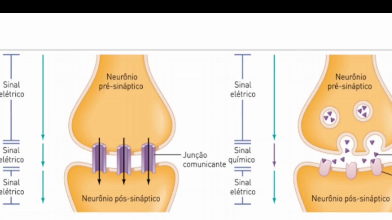 Diferença entre as Sinapses Químicas e Elétricas YouTube Diferença entre as Sinapses Químicas e Elétricas YouTube