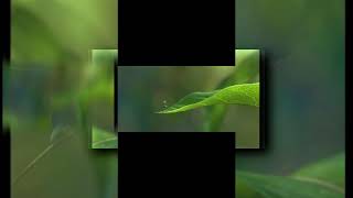 Requested Ytpmv A Bugs Life Teaser Trailer Scan