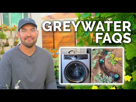 Wideo: Co to jest szara woda: Dowiedz się więcej o podlewaniu roślin szarą wodą