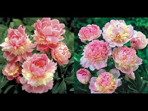 Video: Rahsia Peonies Cantik