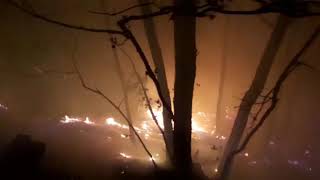 VIDEO FOTO Incendiu în pădurea Măgura, lângă Cisnădie 2 video