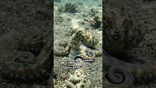 This Octopus Can BECOME Any Animal It Wants 🐙