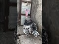 #turkeybirds #turkeyfight #youtubeshorts #birds #swataseels #roosterfarm #aseelmurga #assel #chicken