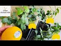 How To Grow A Lemon Tree From Store Bought Lemons (Seed To 3 Years Updates)