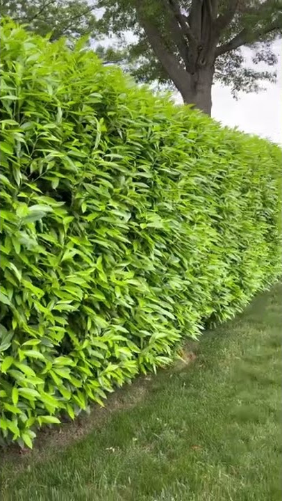 Schip Laurel Hedge (evergreen, fast growing, deer resistant)