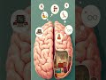 Brain Cells 4 Life #NeuroScience #BrainFacts #LifelongCells #MindBlown #CellBiology #HumanBody
